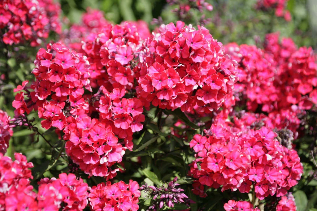 Phlox paniculata 'Starfire' – Bugás lángvirág D14