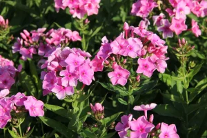 Phlox paniculata 'Sweet Summer Candy' - Bugás lángvirág D14