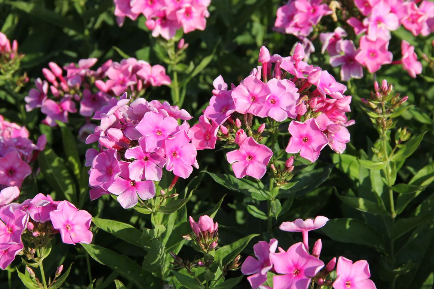 Phlox paniculata 'Sweet Summer Candy' - Bugás lángvirág D14
