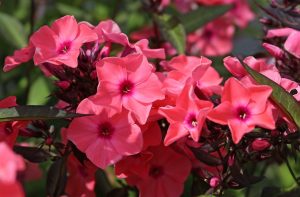 Phlox paniculata 'Sweet Summer Dream' - Bugás lángvirág D14