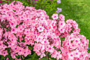 Phlox paniculata 'Sweet Summer Queen' - Bugás lángvirág D14