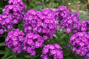Phlox paniculata 'Uspech' – Bugás lángvirág D14