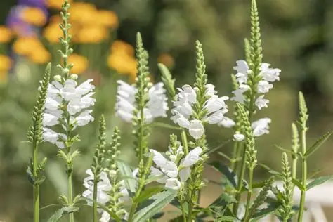 Physostegia virginiana 'Crystal Peak White' - Füzérajak 9x9