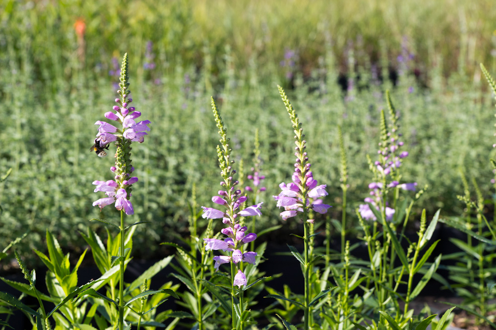 Physostegia virginiana 'Chrystal Peak Rose' – Virginiai füzérajak 9x9
