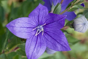 Platycodon grandiflorus 'Astra Blue' – Léggömbvirág 9x9