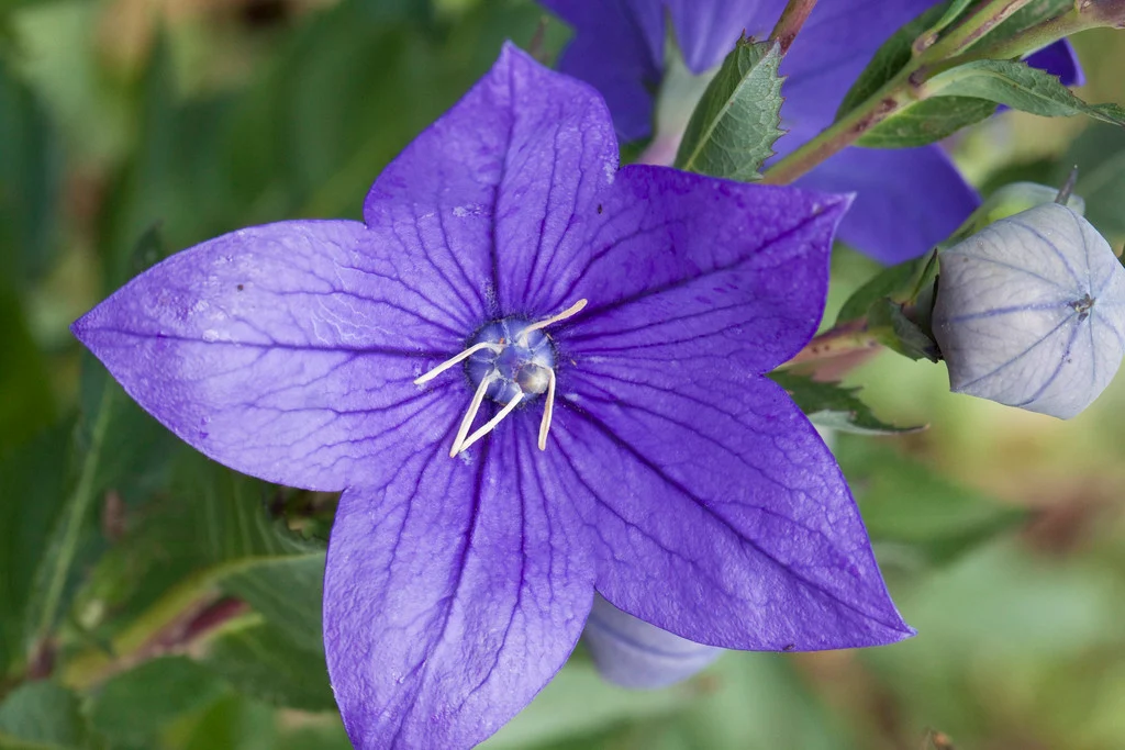 Platycodon grandiflorus 'Astra Blue' – Léggömbvirág 9x9