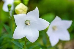 Platycodon grandiflorus 'Astra White' - Léggömbvirág 9x9
