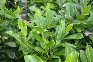 Prunus laurocerasus 'Novita' - Babérmeggy 20-25 cm