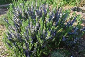 Rosmarinus officinalis 'Tuscan Blue' - Rozmaring K10,5