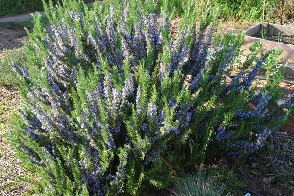 Rosmarinus officinalis 'Tuscan Blue' - Rozmaring K10,5