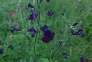 Salvia 'Nachtvlinder' - Zsálya D14
