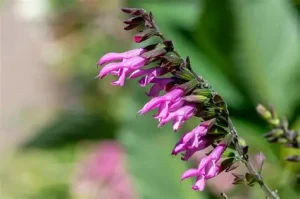 Salvia 'Pink Amistad' - Zsálya K2