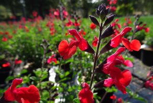 Salvia 'Royal Bumble' – Őszi zsálya D14