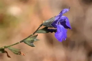 Salvia lycioides – Kanyon zsálya D14