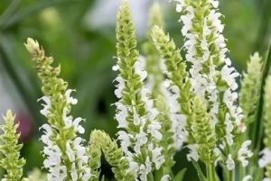 Salvia nemorosa 'Sensation Medium White' – Ligeti zsálya D14