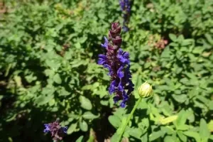 Salvia nemorosa 'Caramia' - Zsálya