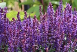 Salvia nemorosa ‘Ostfriesland’ – Ligeti zsálya 9x9