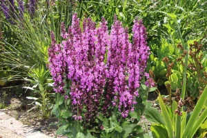 Salvia nemorosa ‘Royal Magenta’ – Ligeti zsálya D14