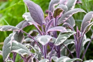 Salvia officinalis 'Tricolor' - Orvosi zsálya D14