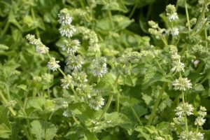 Salvia verticillata 'Alba' – Lózsálya D14