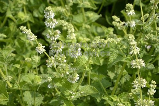 Salvia verticillata 'Alba' – Lózsálya D14