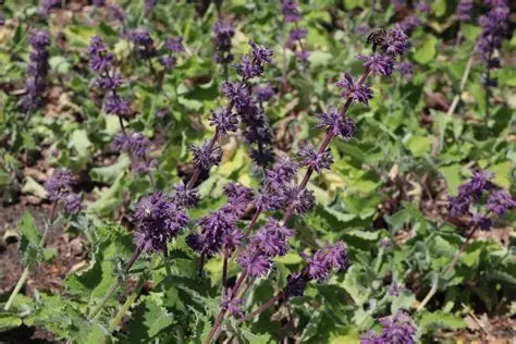 Salvia verticillata 'Purple Rain' – Lózsálya D14