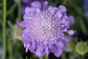 Scabiosa columbaria 'Mariposa Blue' – Galambszínű ördögszem