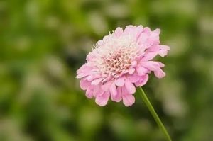 Scabiosa incisa 'Kudo Pink' – Ördögszem D14