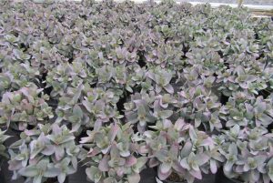 Sedum Mojave Jewels ‘Sapphire’ – Varjúháj D14