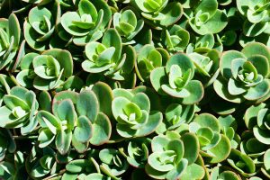 Sedum SunSparkler 'Lime Zinger' – Varjúháj D14
