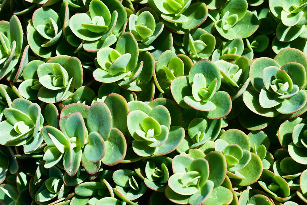 Sedum SunSparkler 'Lime Zinger' – Varjúháj D14