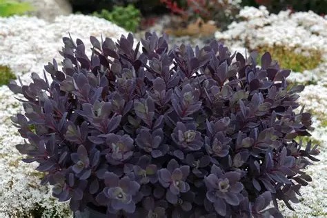 Sedum SunSparkler 'Plum Dazzled' – Varjúháj D14