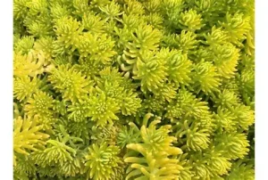 Sedum acre 'Aureum' - Sárga virágú varjúháj 9x9