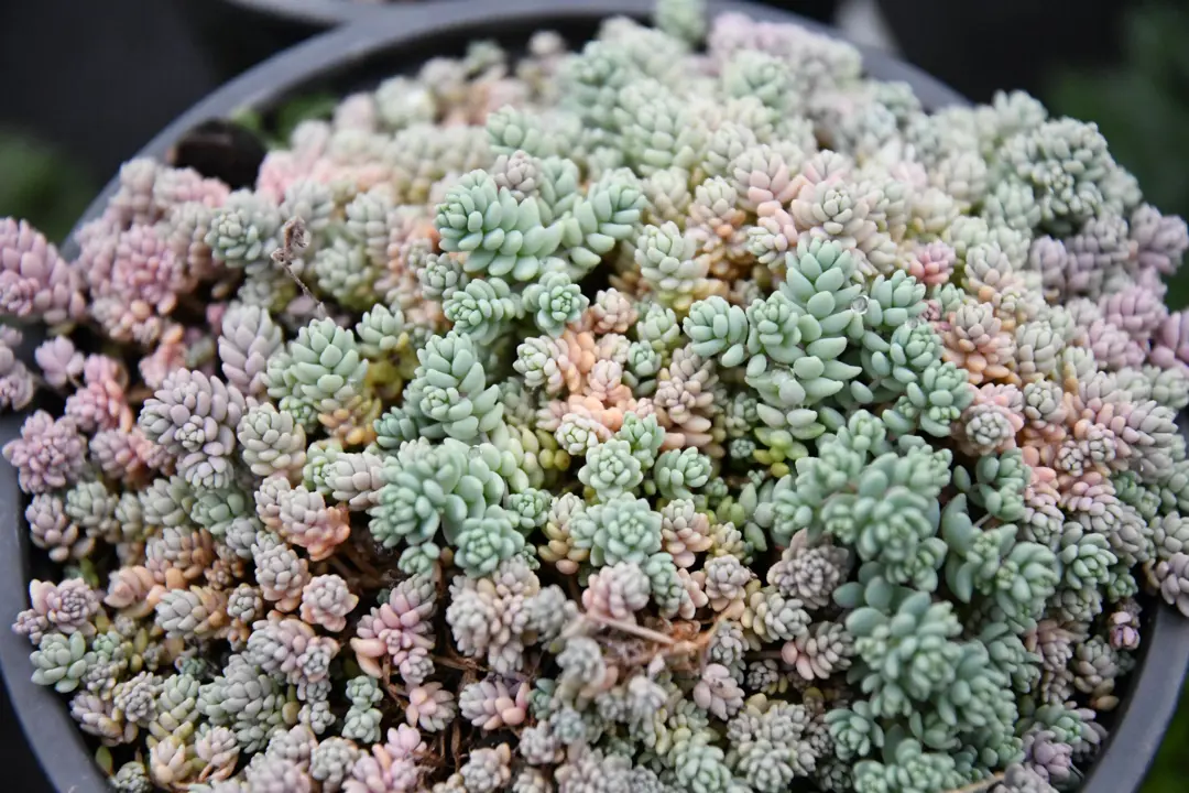 Sedum dasyphyllum 'Silver Rose' - Varjúháj 9x9