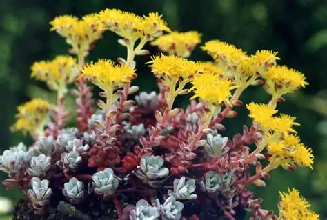 Sedum spathulifolium 'Purpureum' - Varjúháj 9x9