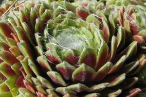 Sempervivum 'Kramer Spinrad' – Kövirózsa 9x9