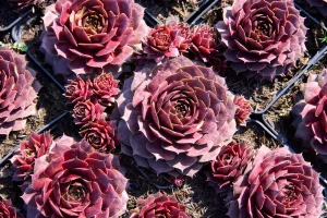 Sempervivum 'Ockerwurtz' – Kövirózsa 9x9