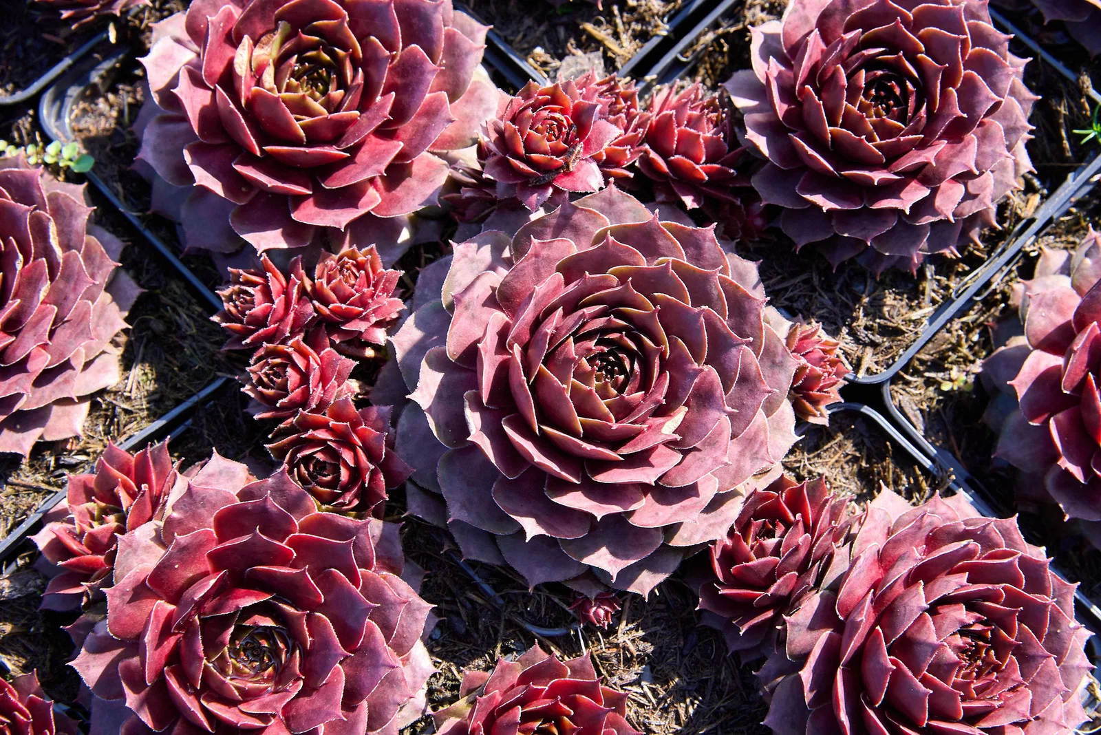 Sempervivum 'Ockerwurtz' – Kövirózsa 9x9