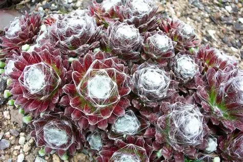 Sempervivum arachnoideum - Pókhálós kövirózsa