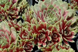 Sempervivum 'Commander Hay' – Kövirózsa 9x9