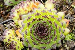 Sempervivum 'Black Top' – Kövirózsa 9x9