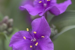 Tradescantia x andersoniana 'Concord Grape' - Kerti pletyka D14