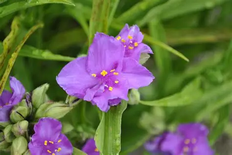 Tradescantia x andersoniana 'Rubra' - Lilásrózsaszín kerti pletyka D14