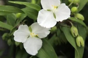 Tradescantia x andersoniana 'Innocence' - Kerti pletyka D14