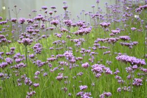 Verbena bonariensis 'Bonnie Blue' - Ernyős verbéna 9x9