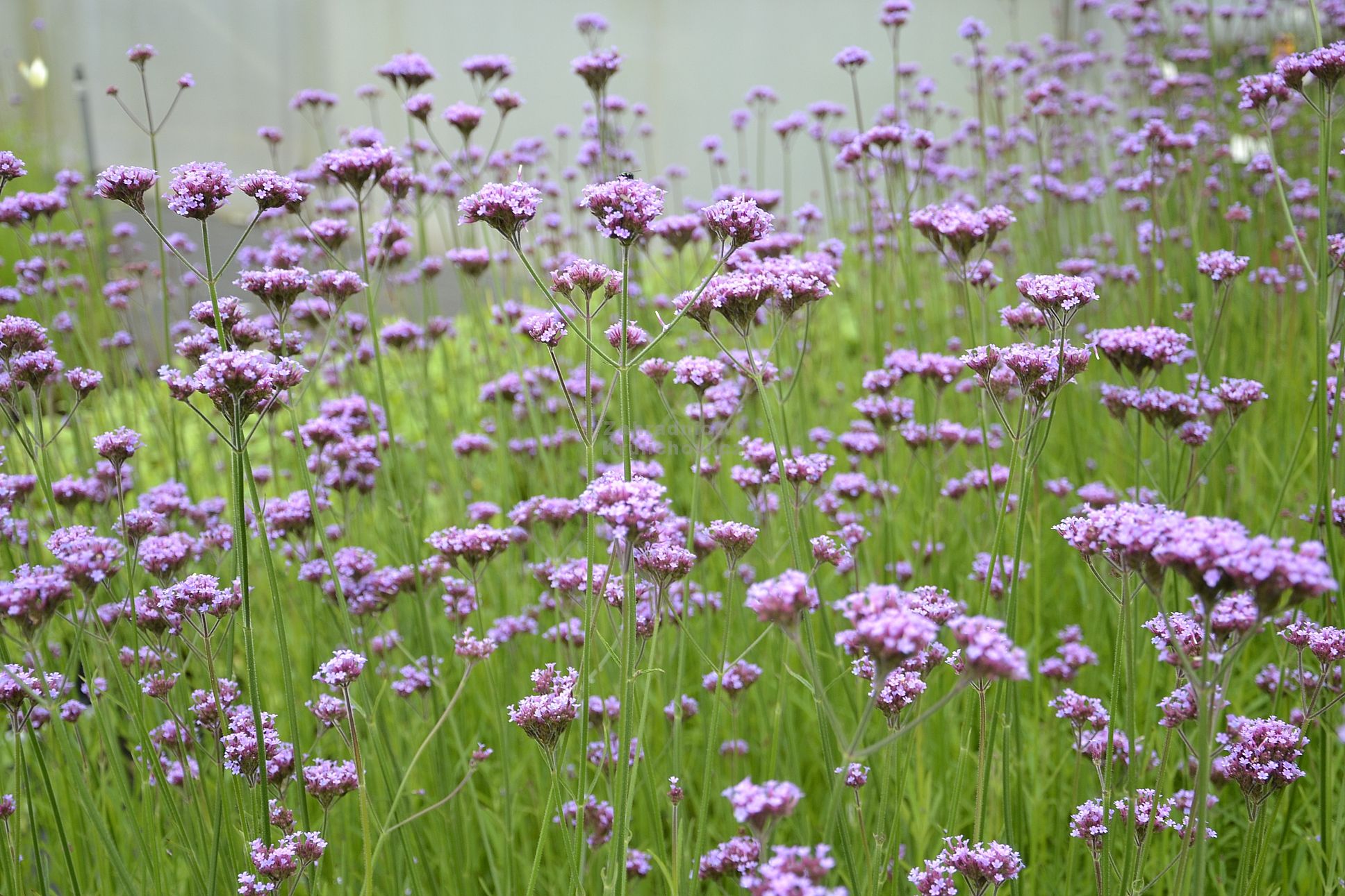 Verbena bonariensis 'Bonnie Blue' - Ernyős verbéna 9x9