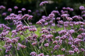 Verbena bonariensis - Ernyős verbéna 9x9