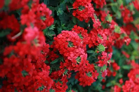 Verbena peruviana – Tűzpiros verbéna 9x9