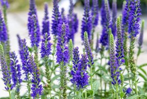 Veronica spicata 'Anniversary Blue' – Macskafarkú veronika D14