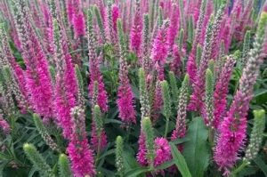 Veronica spicata 'Anniversary Rose' – Macskafarkú veronika D14